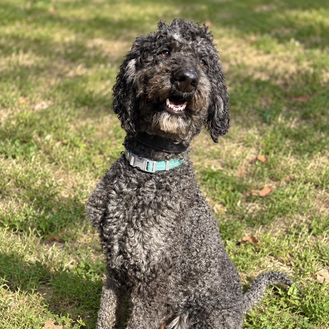 Briggs, Adoptable, Adult Male Standard Poodle.