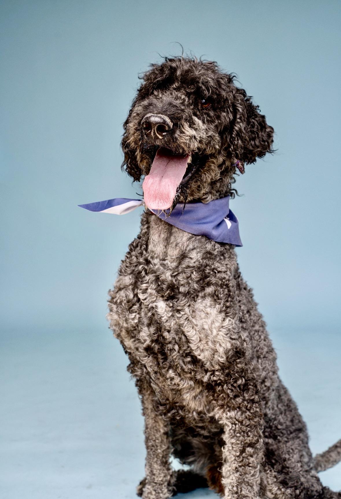 Enlarge Briggs, a Adoptable mixed breed in Mendham, NJ image 5/5