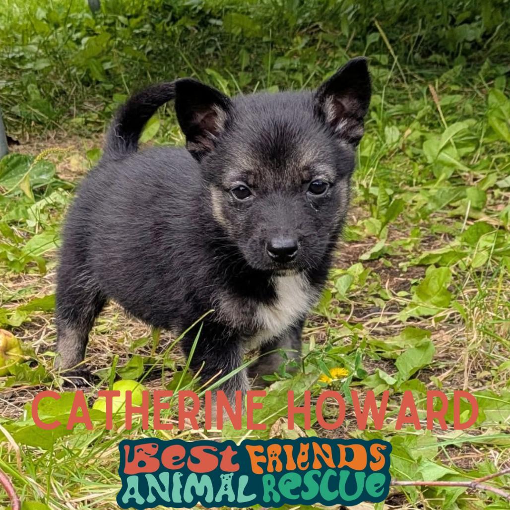 Enlarge Catherine Howard, a Adoptable Shepherd in Wasilla, AK image 1/3