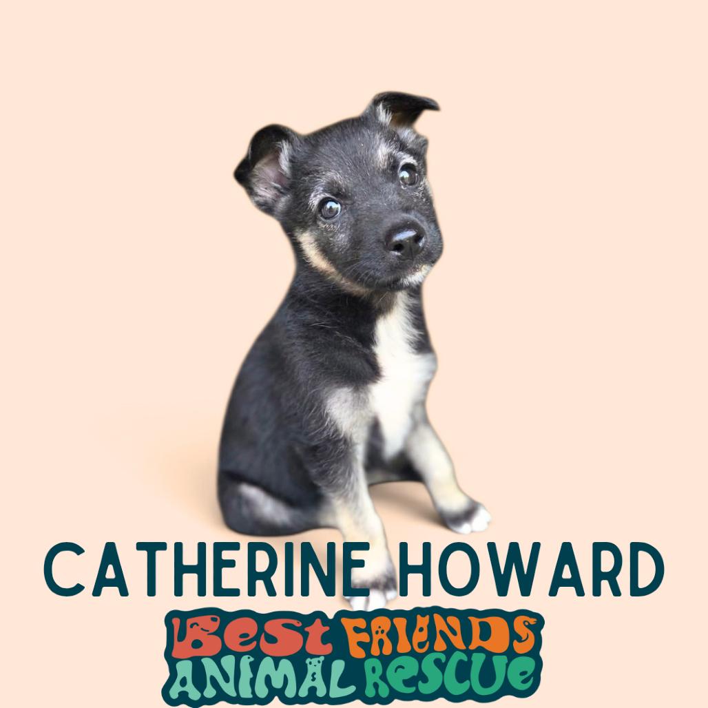 Enlarge Catherine Howard, a Adoptable Shepherd in Wasilla, AK image 2/3