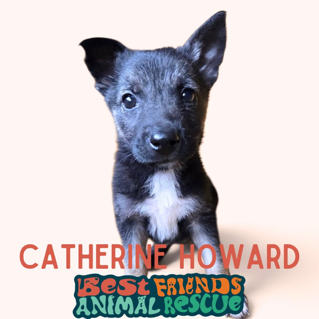 Enlarge Catherine Howard, a Adoptable Shepherd in Wasilla, AK image 3/3