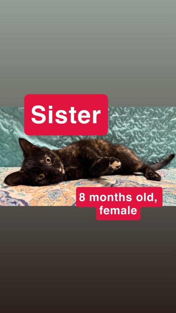 Sister, Adopted, Young Female Domestic Short Hair.