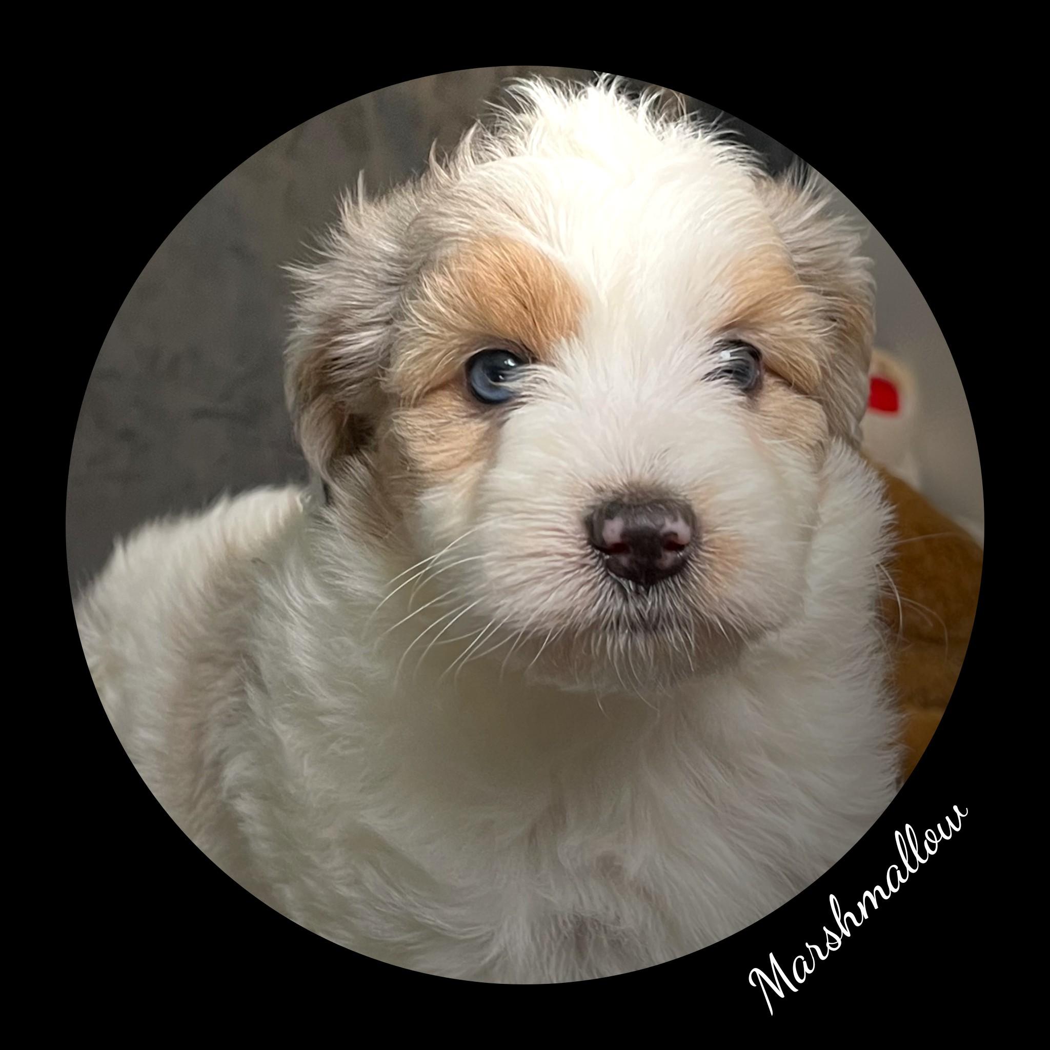 Marshmallow