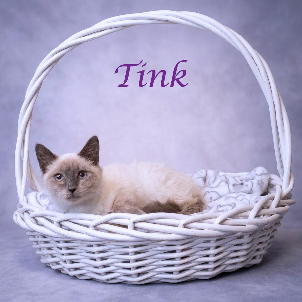 Enlarge Tink C26-300, a Adoptable Siamese in Lebanon, TN image 2/5
