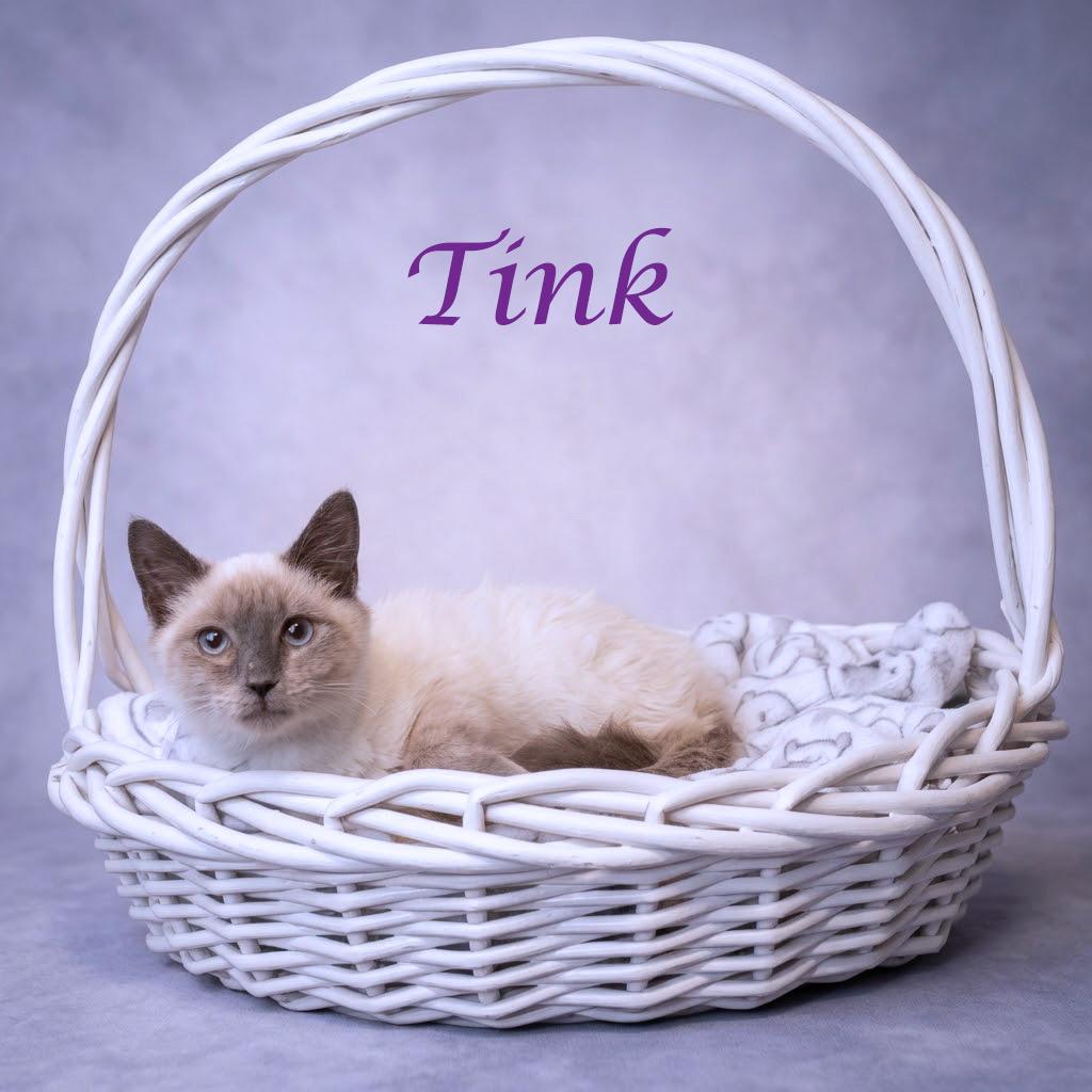 Enlarge Tink C26-300, a Adoptable Siamese in Lebanon, TN image 3/5