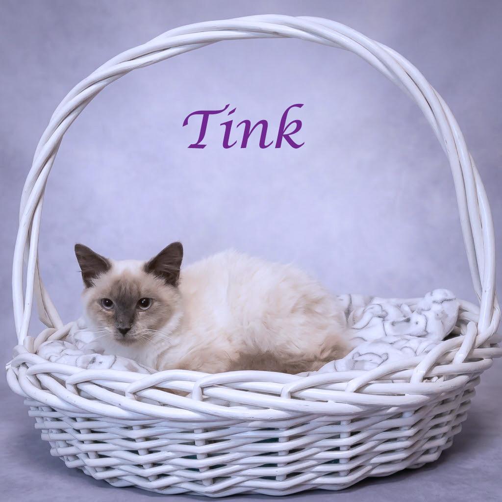 Enlarge Tink C26-300, a Adoptable Siamese in Lebanon, TN image 4/5