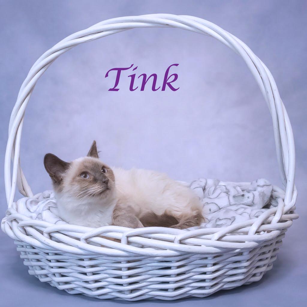 Enlarge Tink C26-300, a Adoptable Siamese in Lebanon, TN image 5/5