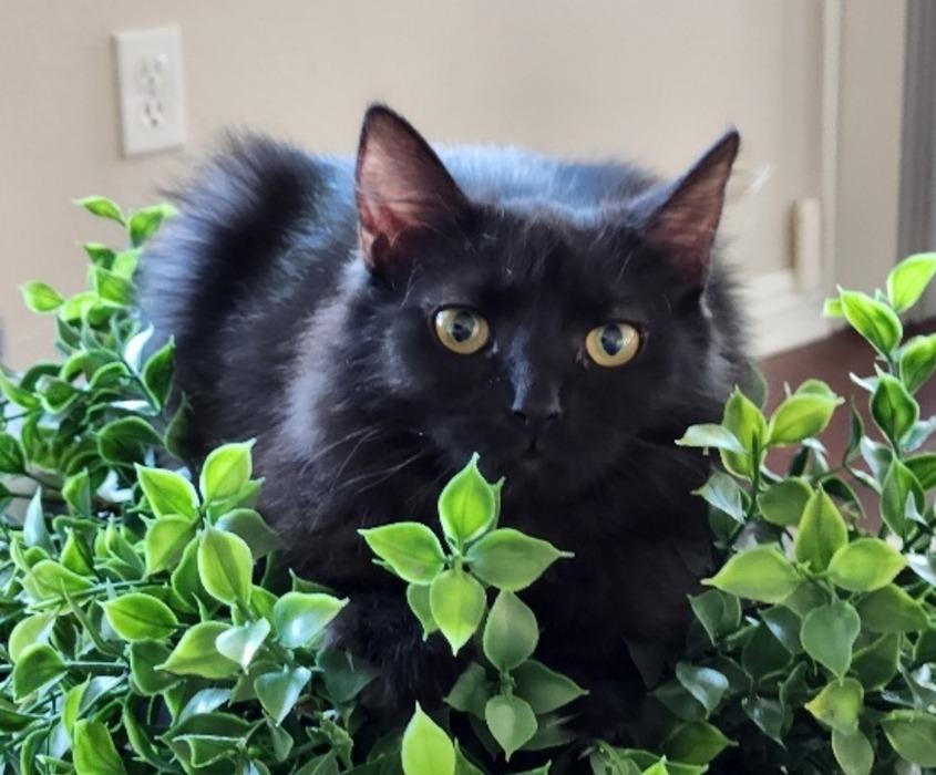 Duchess, Adoptable, Young Female Domestic Long Hair.