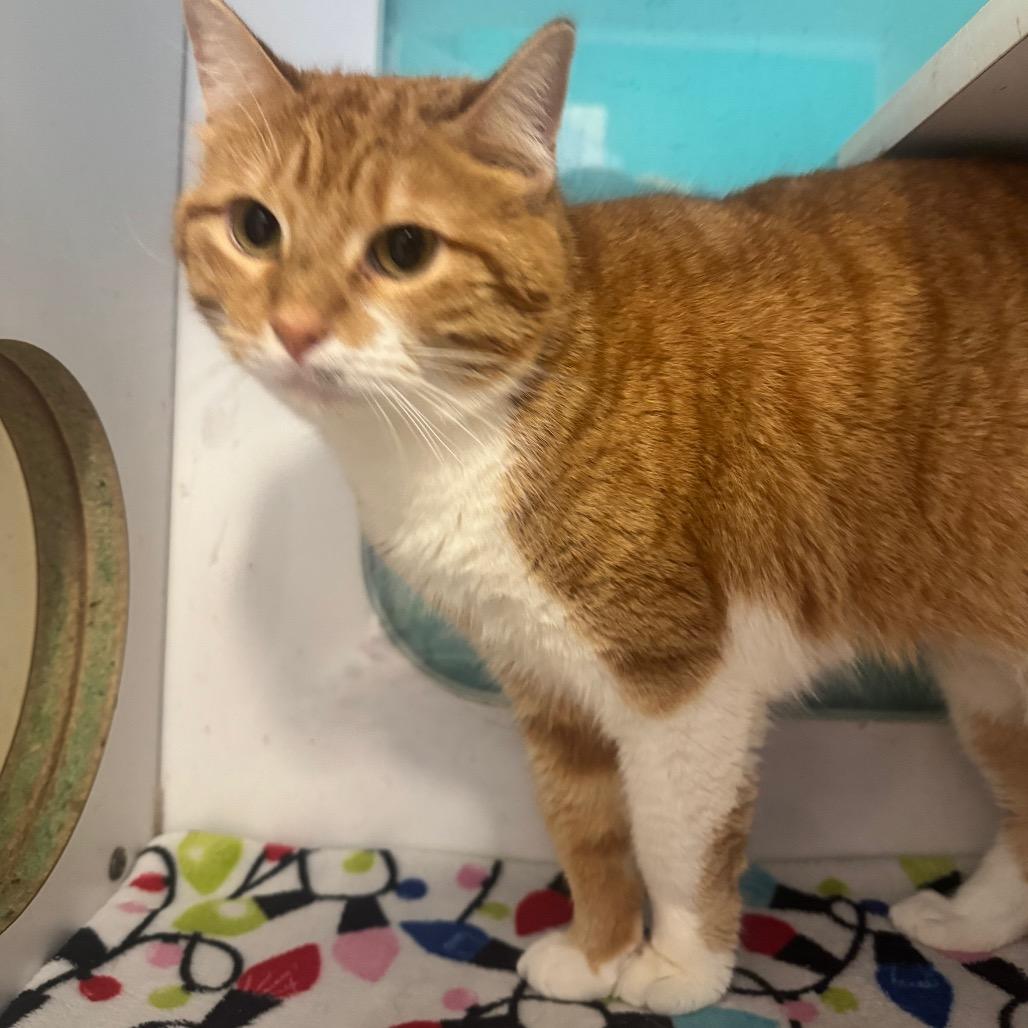 Enlarge Apricot, a Adoptable Domestic Medium Hair in Lake Jackson, TX image 2/2