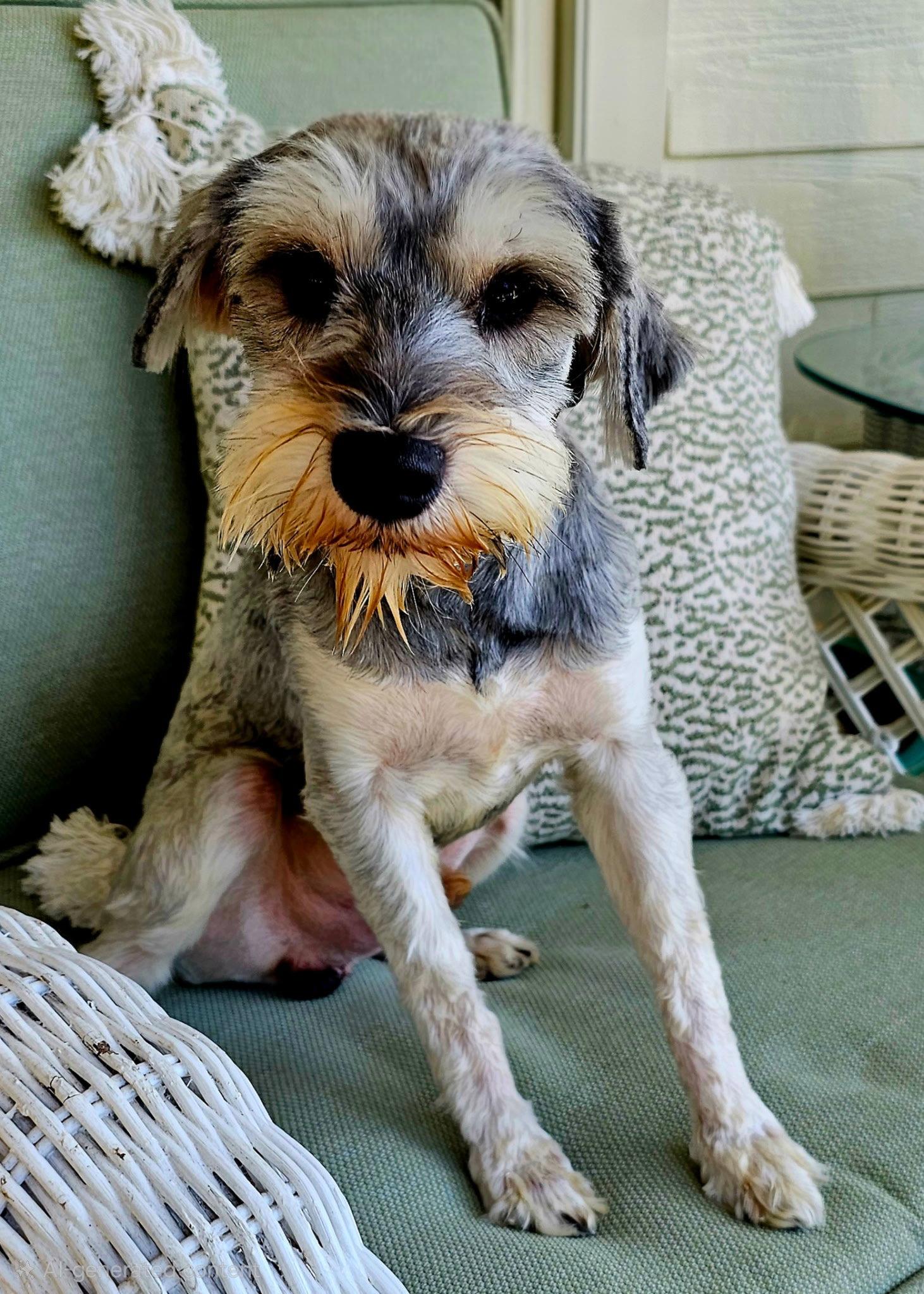 Pauli, a Adopted Schnauzer in Franklin, TN image 3/3