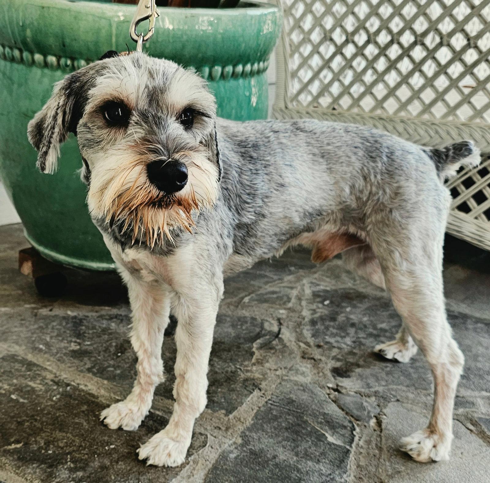 Pauli, a Adopted Schnauzer in Franklin, TN image 1/3