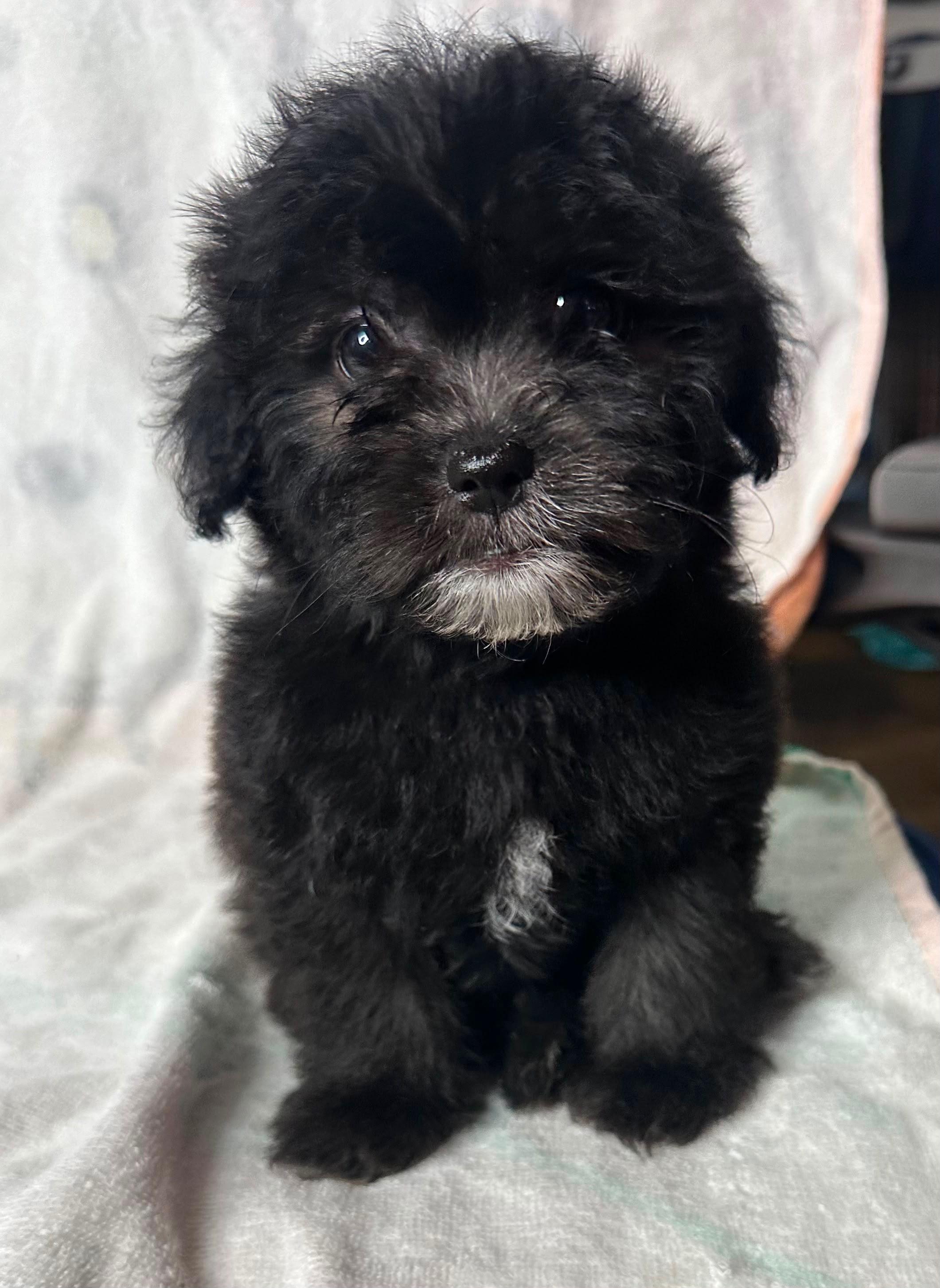 Romeo, adopted, Puppy Female Maltipoo & Yorkshire Terrier.