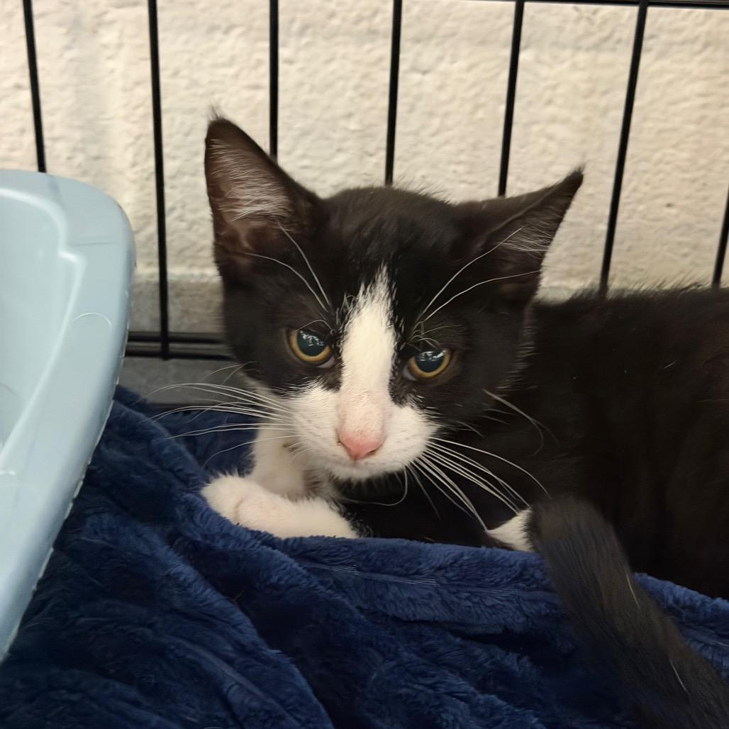 Sneakers, Adoptable, Kitten Female Domestic Short Hair.