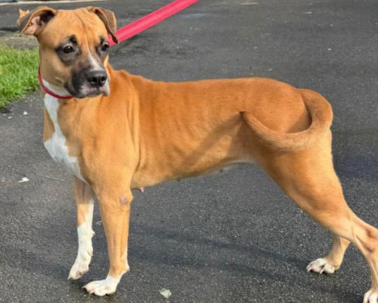 Grace, Adult Female Mixed Breed
