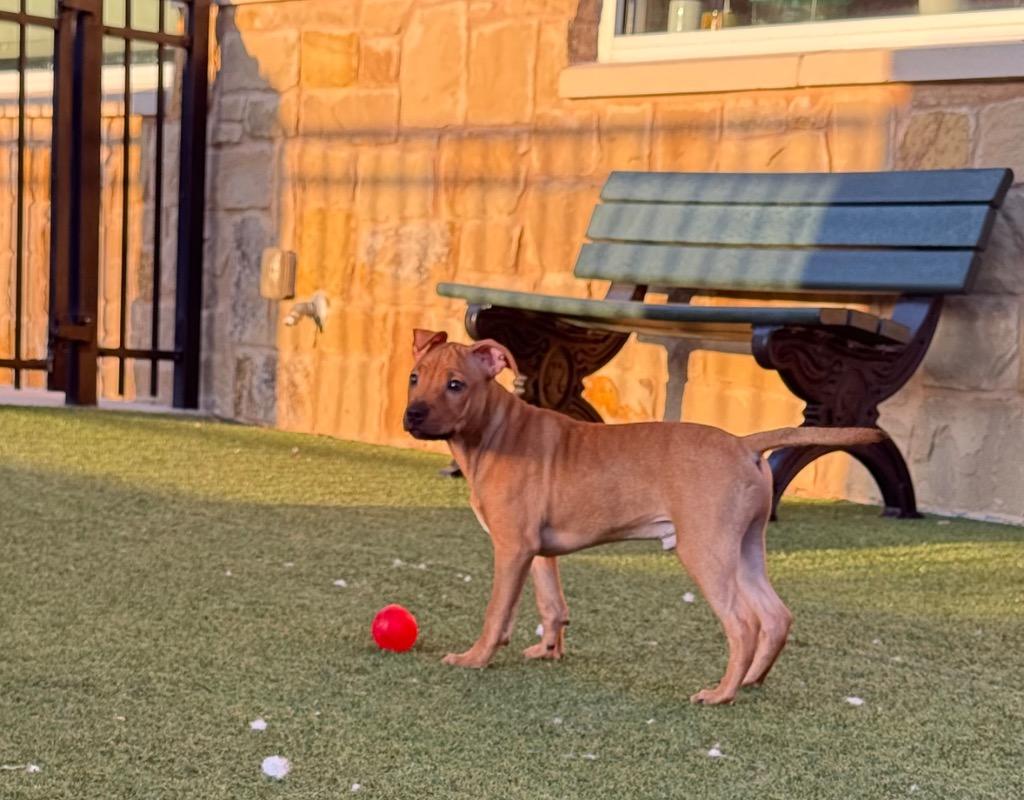 Phoenix, Adoptable, Puppy Male Pit Bull Terrier.