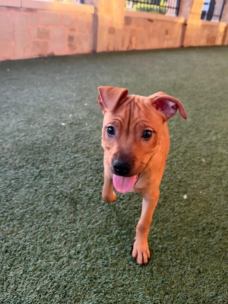 Enlarge Phoenix, a Adoptable mixed breed in Seguin, TX image 2/3