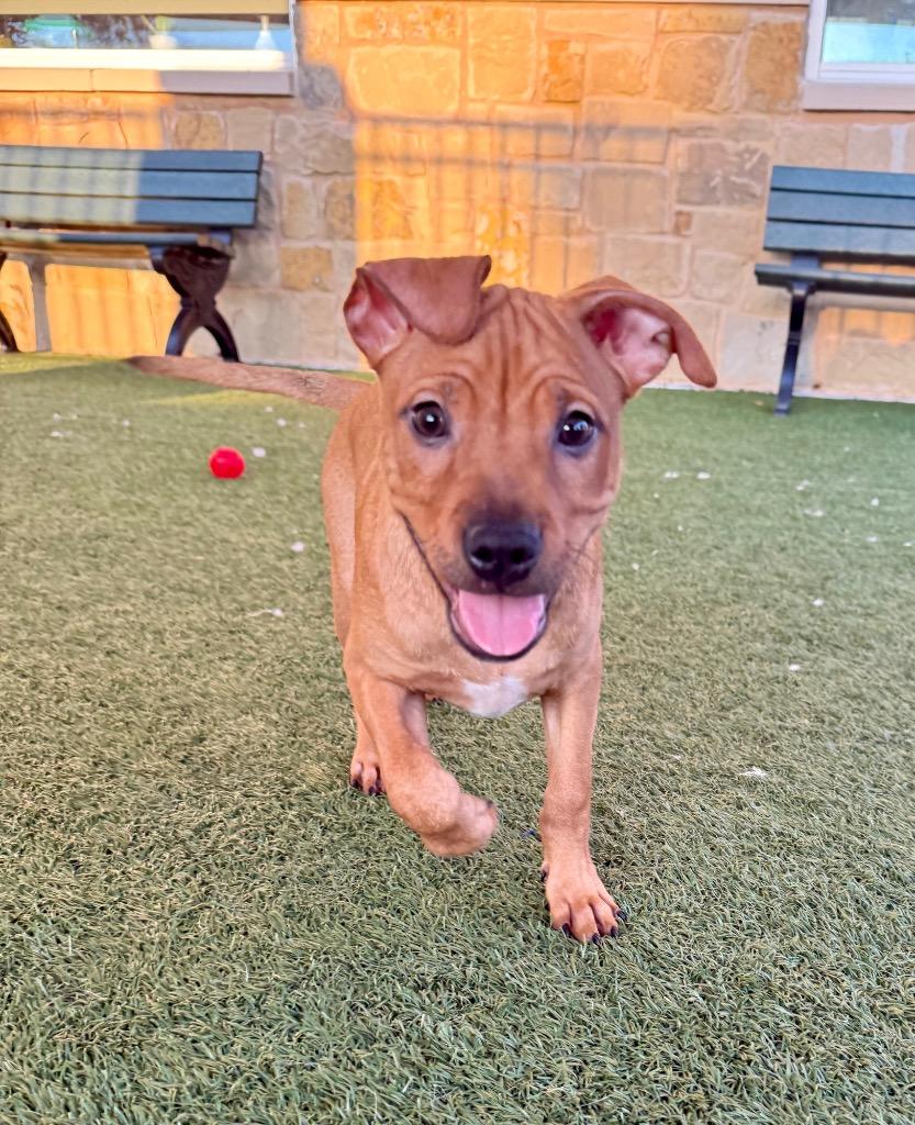 Enlarge Phoenix, a Adoptable mixed breed in Seguin, TX image 3/3