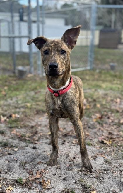 Enlarge Camo, a Adoptable mixed breed in Sanford, FL image 1/1