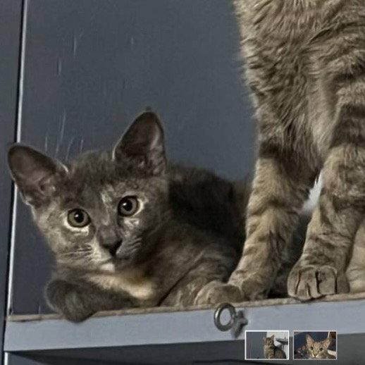 Enlarge Jewel, a Adopted Domestic Short Hair in McKinney, TX image 1/3