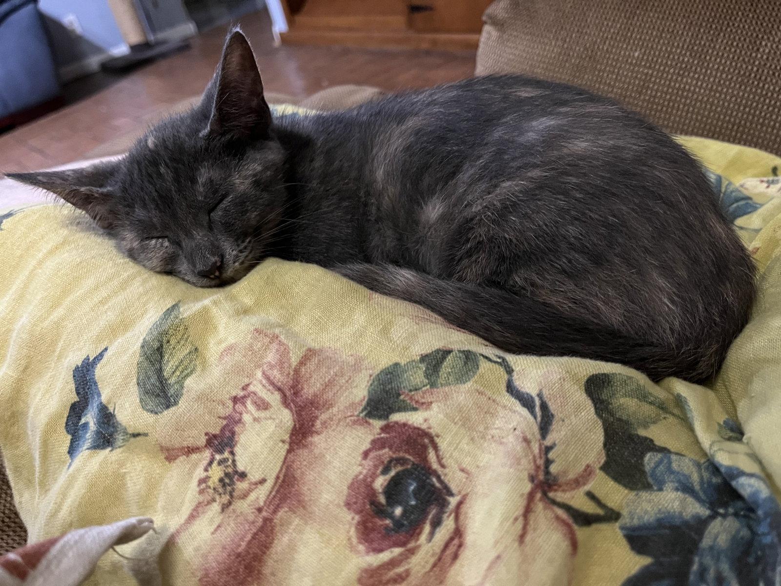 Enlarge Jewel, a Adopted Domestic Short Hair in McKinney, TX image 2/3