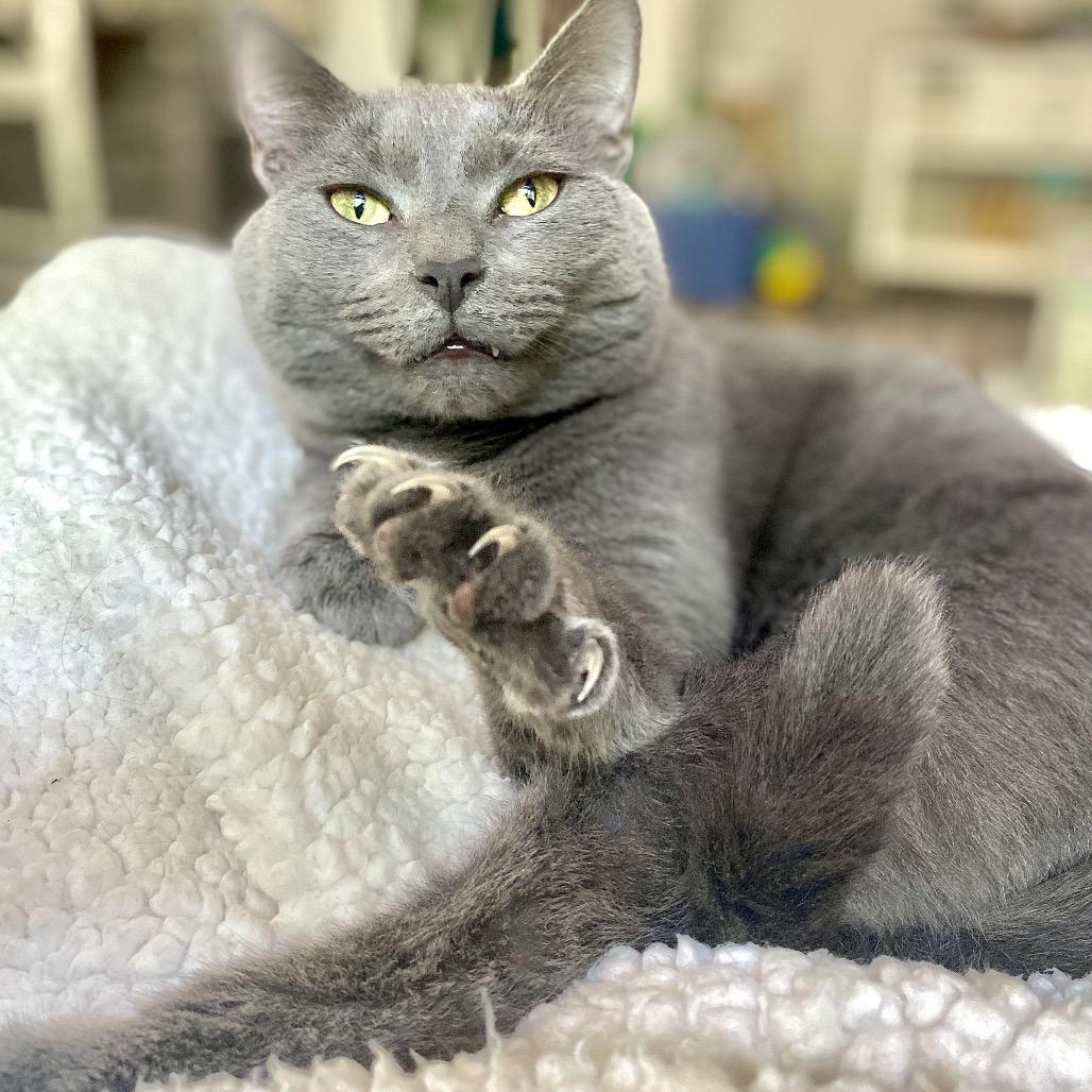 Maui, Adoptable, Senior Male Domestic Short Hair.
