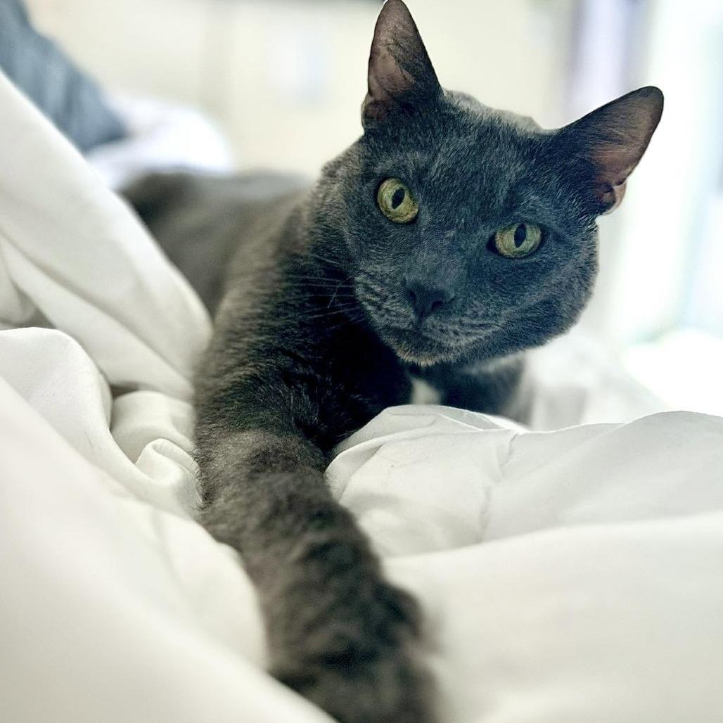 Enlarge Maui, a Adoptable Domestic Short Hair in Manheim, PA image 2/4