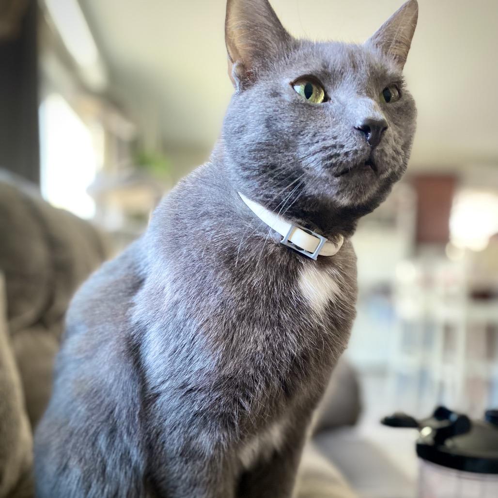 Enlarge Maui, a Adoptable Domestic Short Hair in Manheim, PA image 3/4