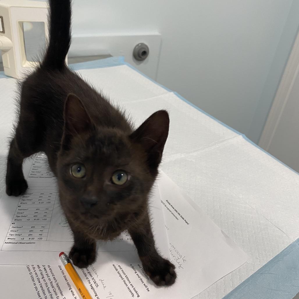 Moogle, a Adoptable Domestic Short Hair in Milbank, SD image 1/5