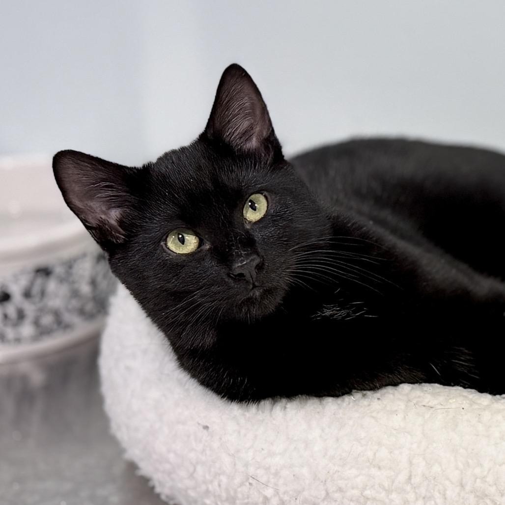 Moogle, a Adoptable Domestic Short Hair in Milbank, SD image 2/5