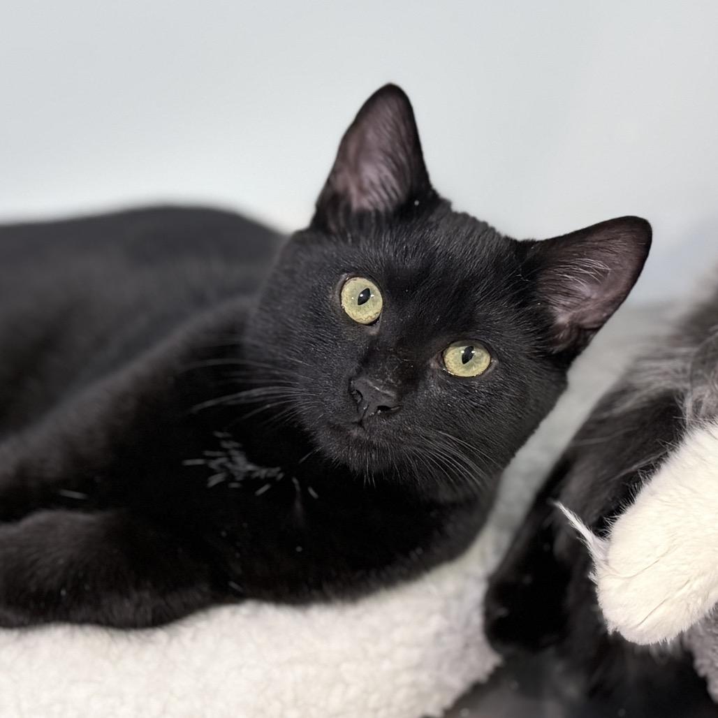 Moogle, a Adoptable Domestic Short Hair in Milbank, SD image 3/5