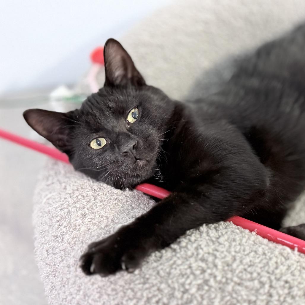 Moogle, a Adoptable Domestic Short Hair in Milbank, SD image 4/5