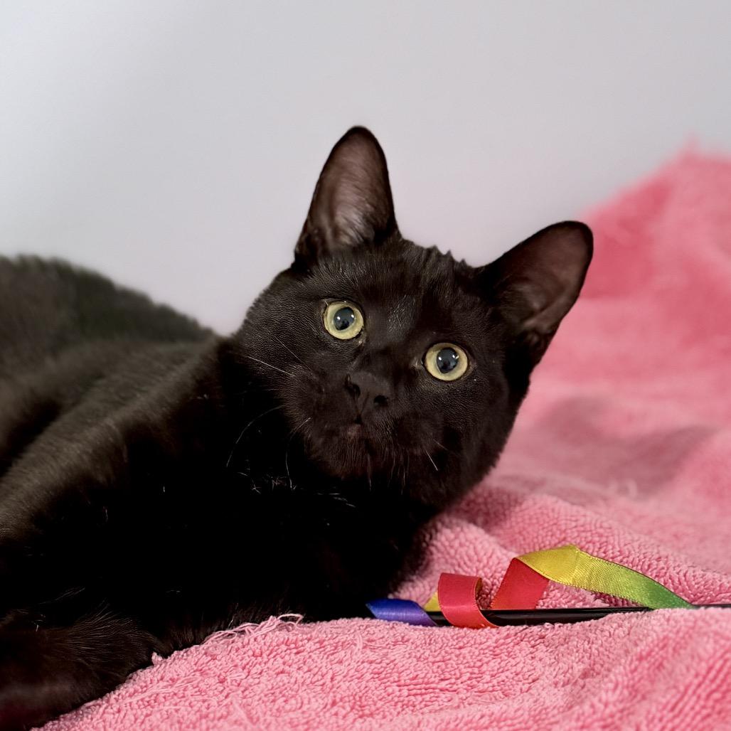 Moogle, a Adoptable Domestic Short Hair in Milbank, SD image 5/5