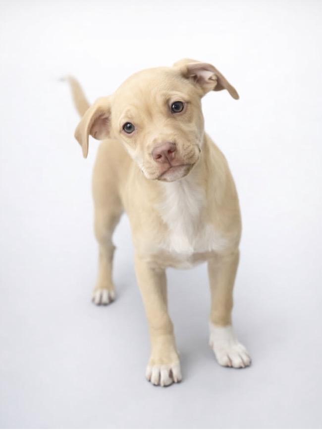 Enlarge Queso - my mom is a PUG! I am going to stay small!, an adopted mixed breed in Austin, TX image 4/5