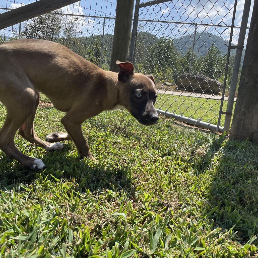 Sabrina, Adoptable, Puppy Female Feist.