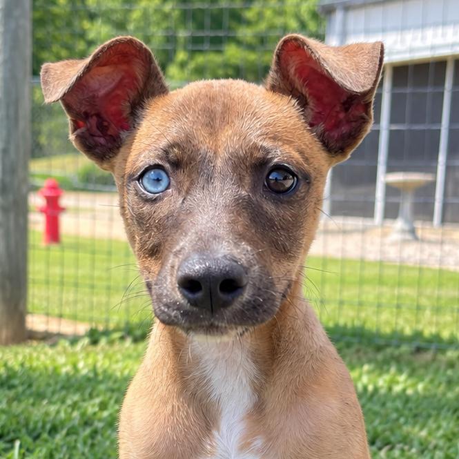 Enlarge Sabrina, a Adoptable Feist in Blairsville, GA image 2/6