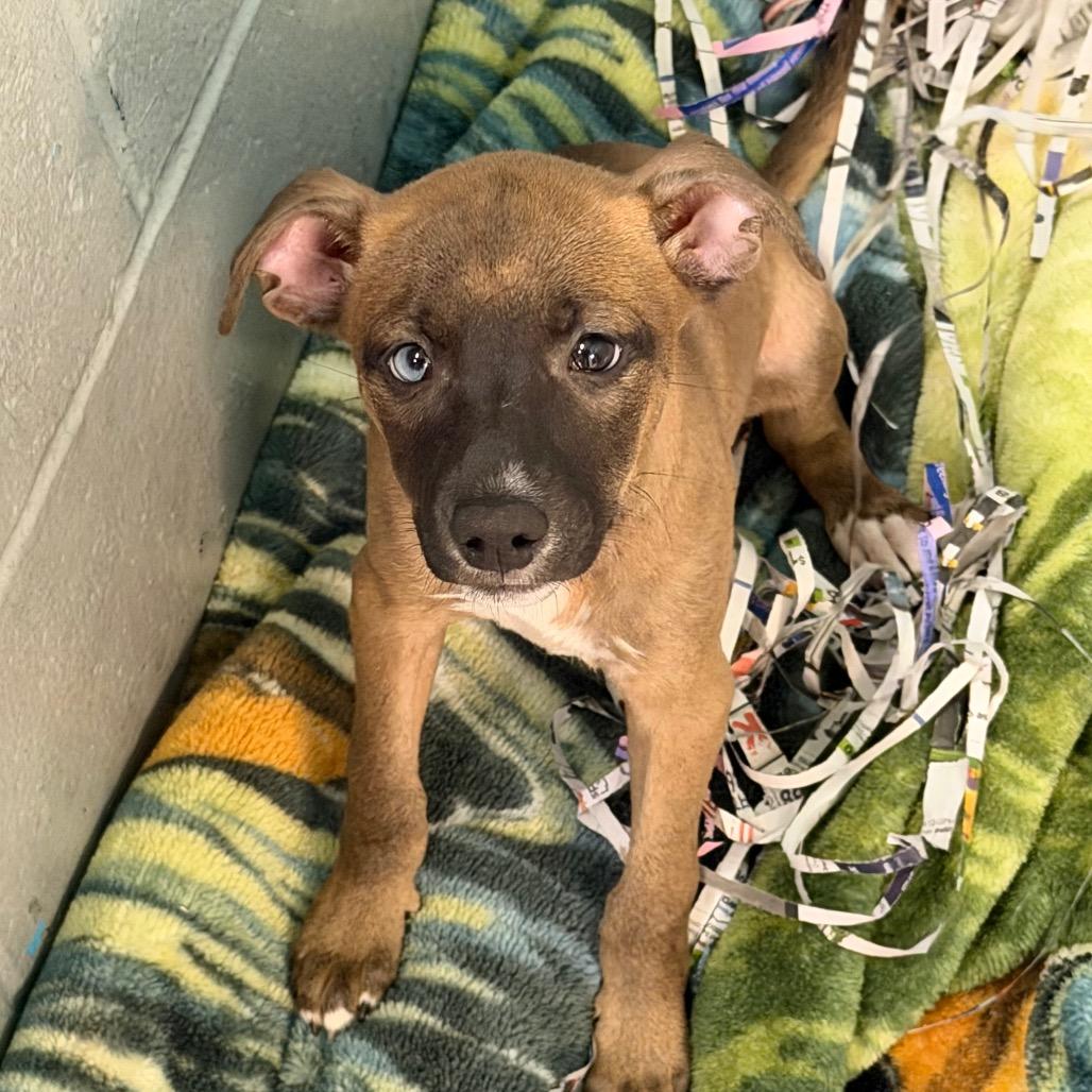 Enlarge Sabrina, a Adoptable Feist in Blairsville, GA image 3/6