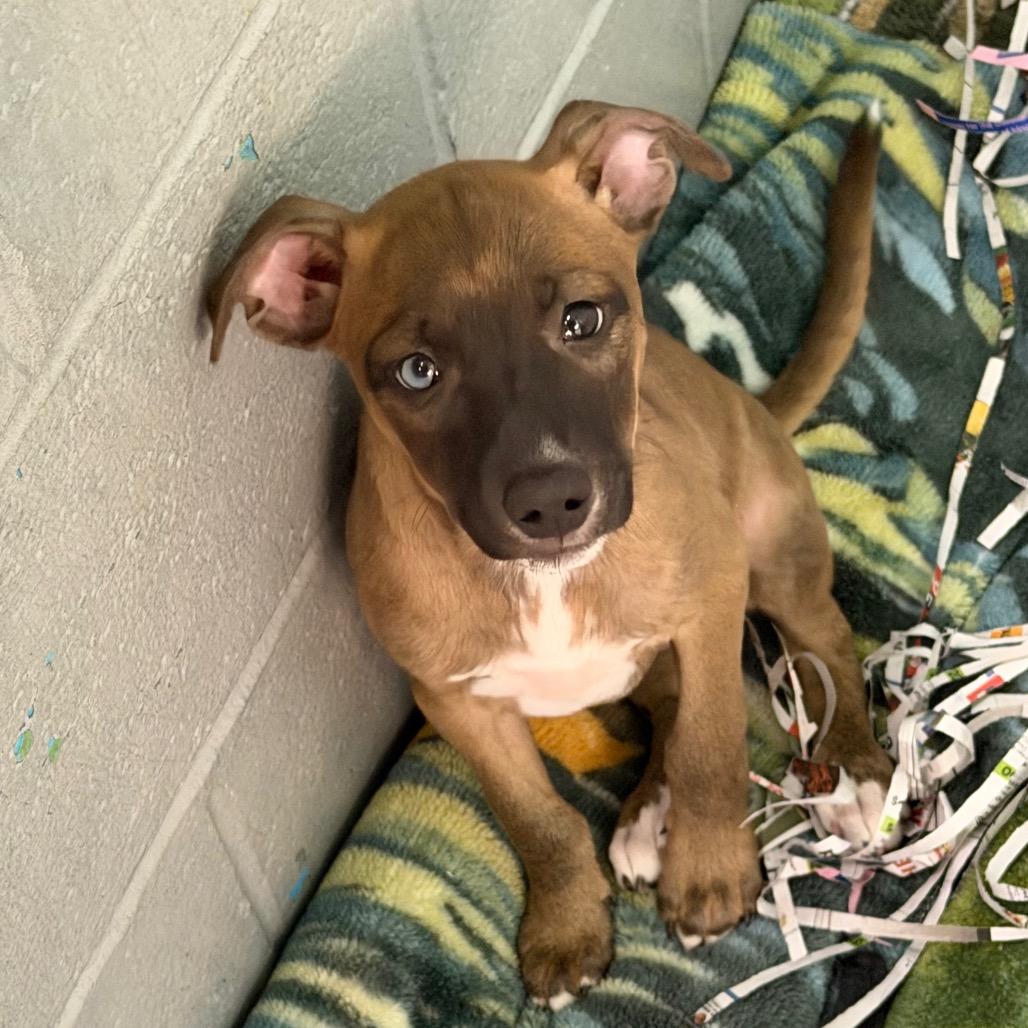 Enlarge Sabrina, a Adoptable Feist in Blairsville, GA image 5/6
