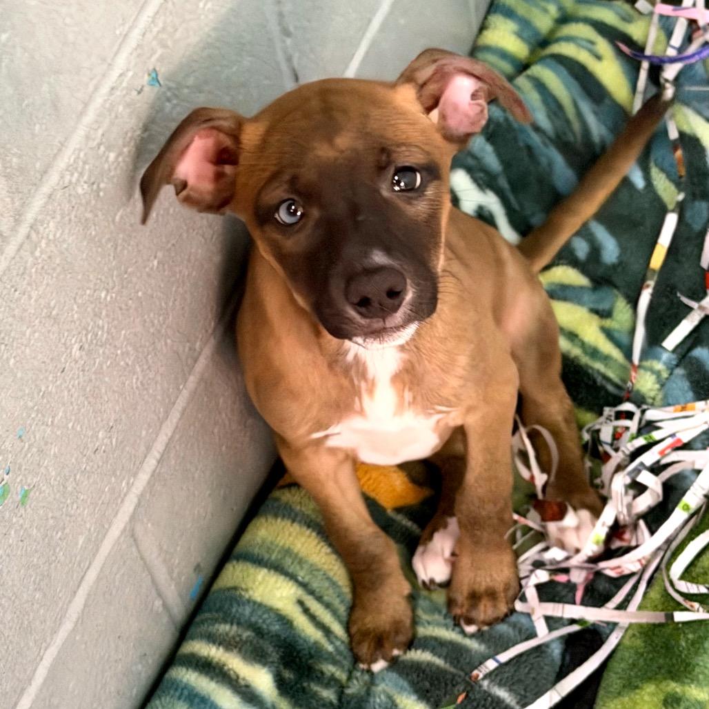 Enlarge Sabrina, a Adoptable Feist in Blairsville, GA image 6/6