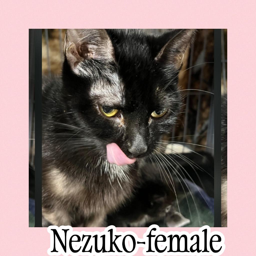 Nezuko, Adoptable, Young Female Domestic Short Hair.
