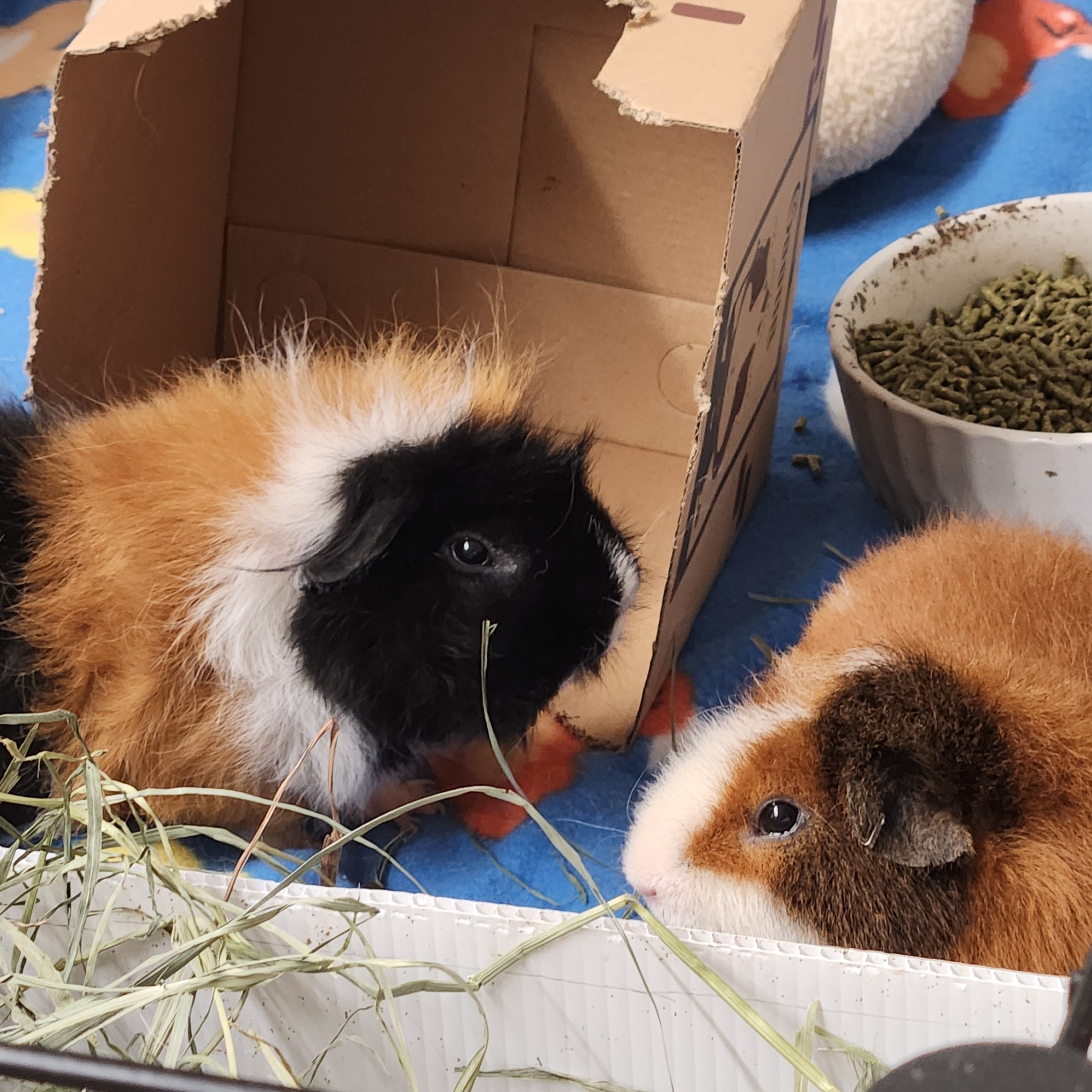 Enlarge Chip, a Adopted mixed breed in Angleton, TX image 5/6