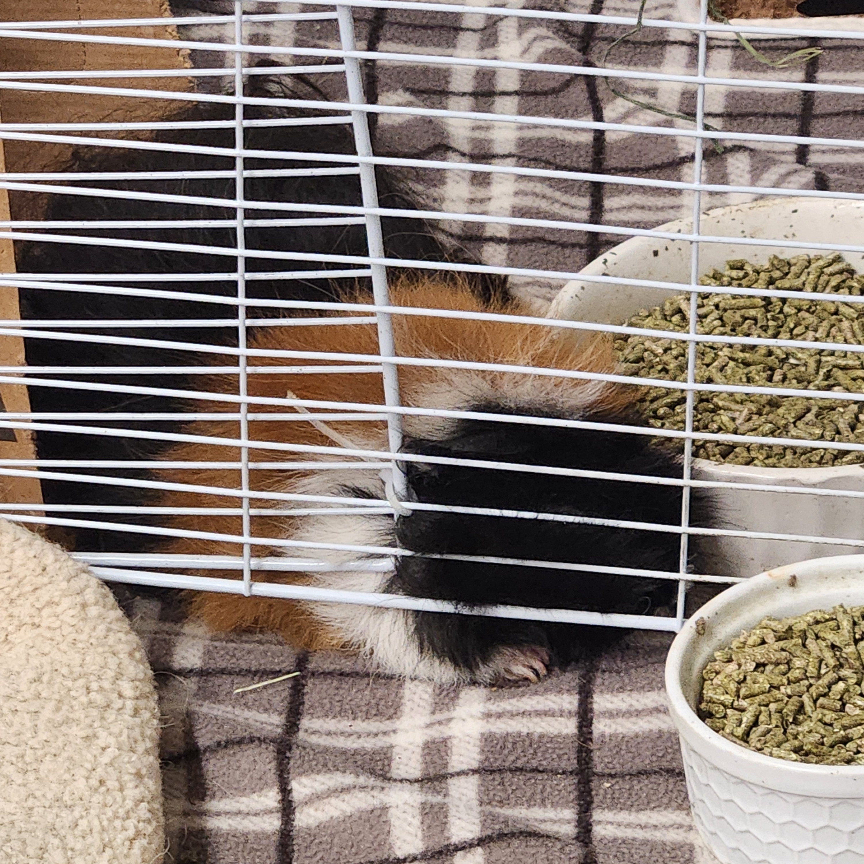 Enlarge Chip, a Adopted mixed breed in Angleton, TX image 1/6