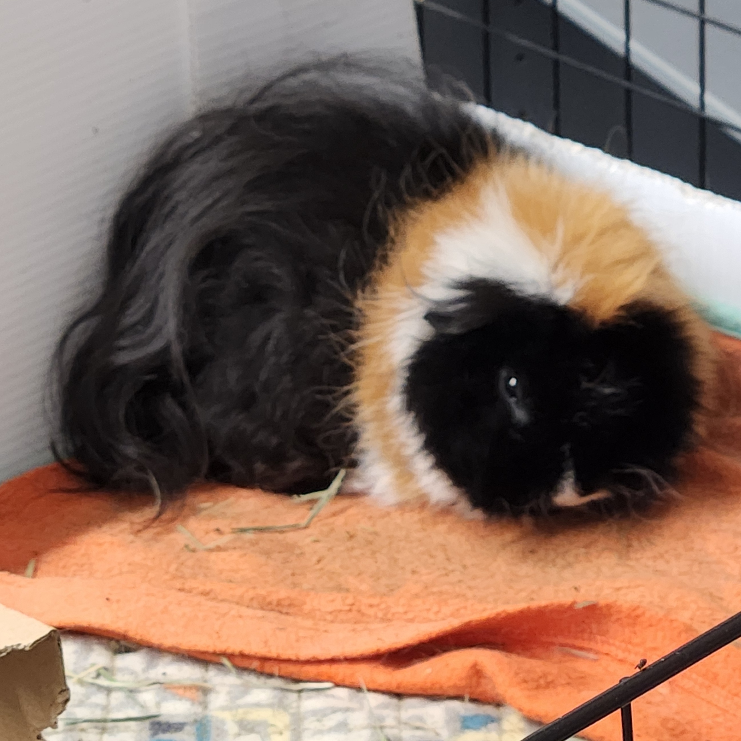 Enlarge Chip, a Adopted mixed breed in Angleton, TX image 6/6