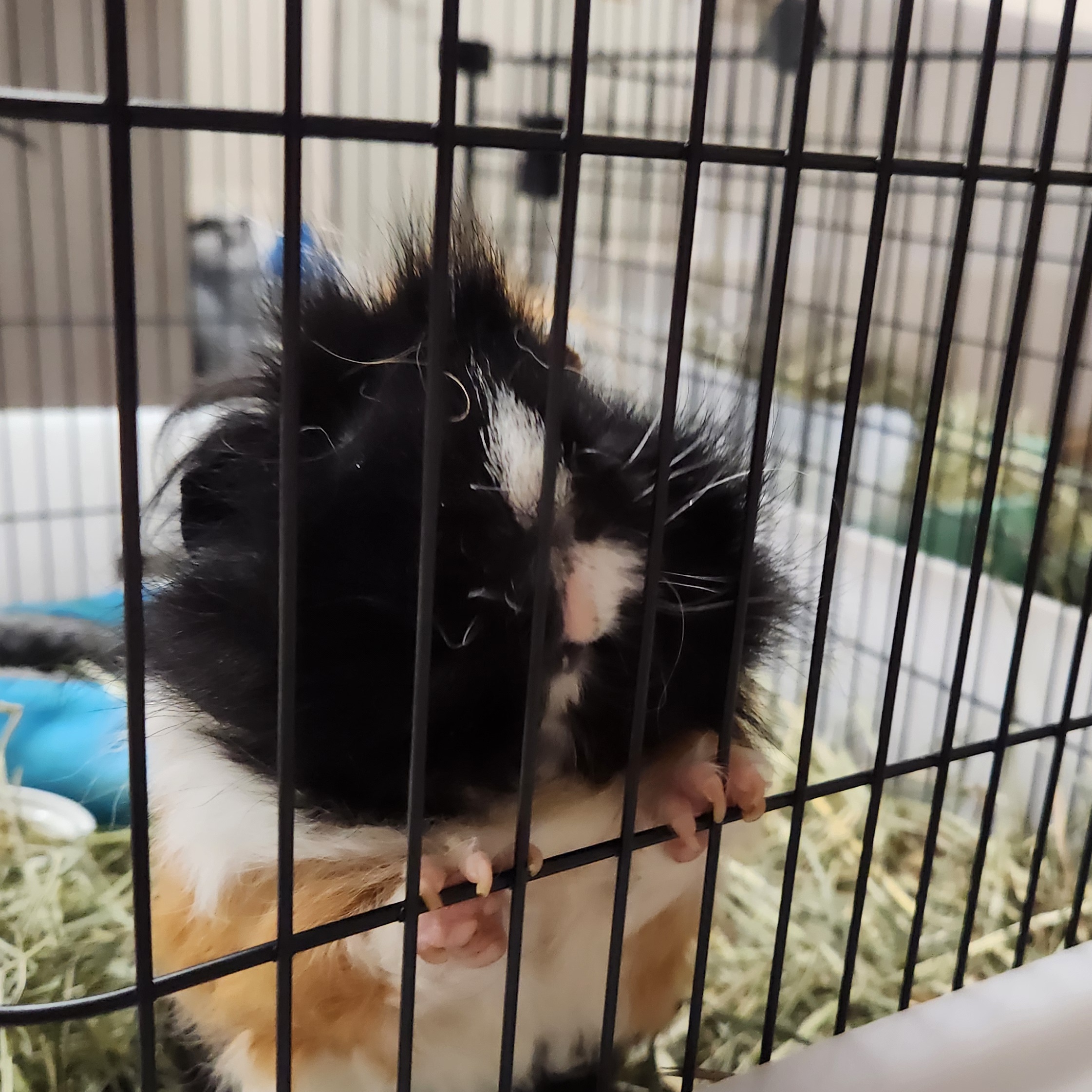 Enlarge Chip, a Adopted mixed breed in Angleton, TX image 2/6