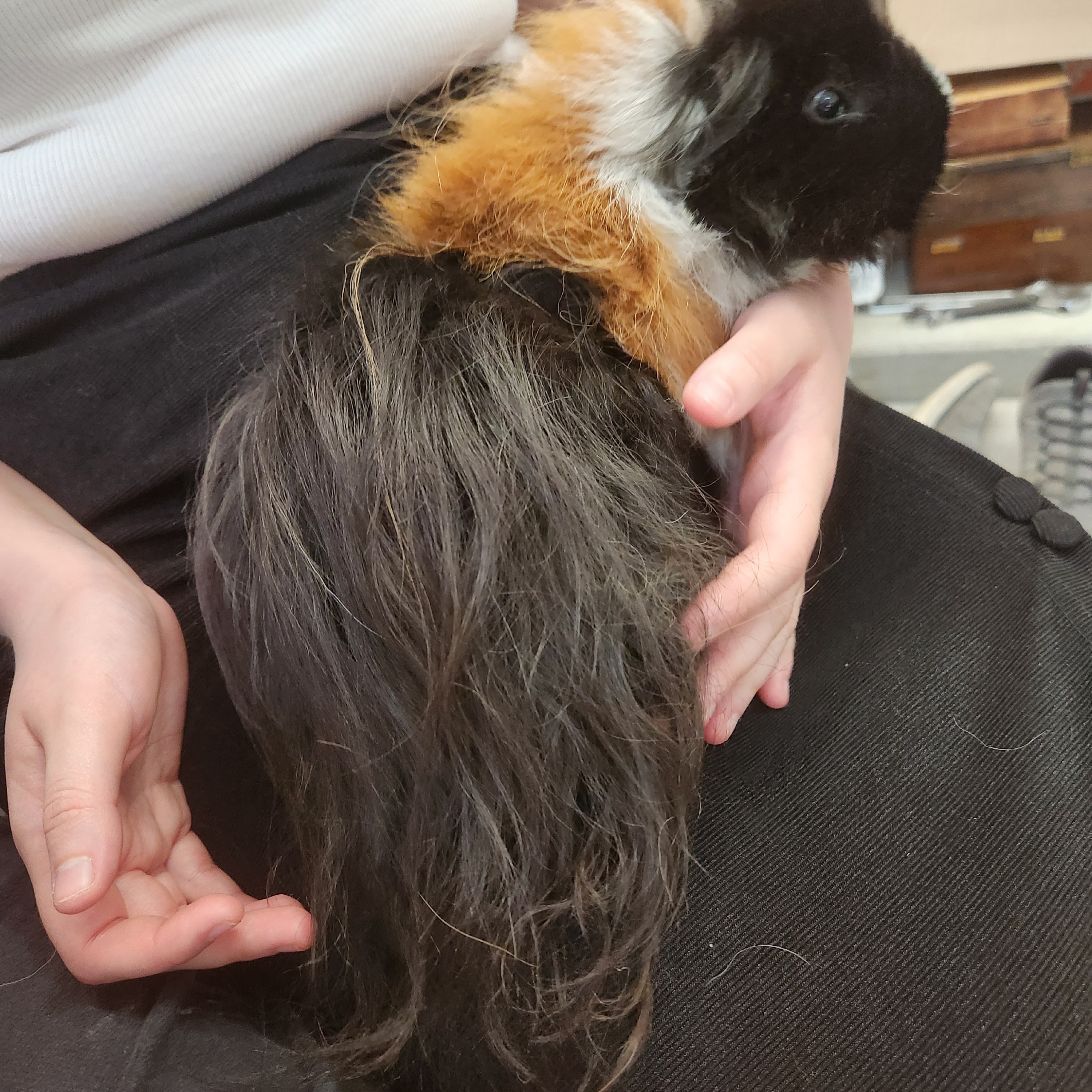 Enlarge Chip, a Adopted mixed breed in Angleton, TX image 3/6