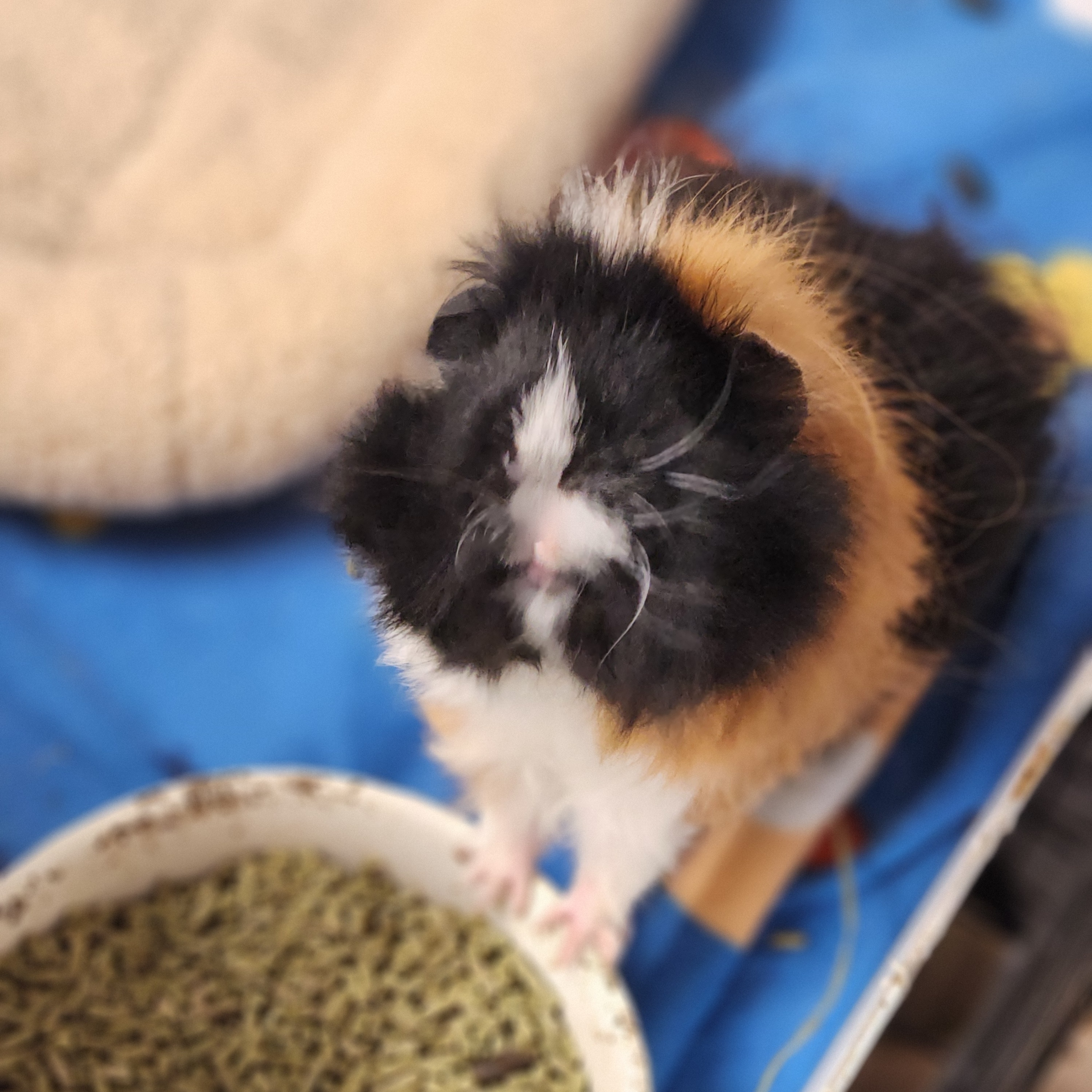 Enlarge Chip, a Adopted mixed breed in Angleton, TX image 4/6