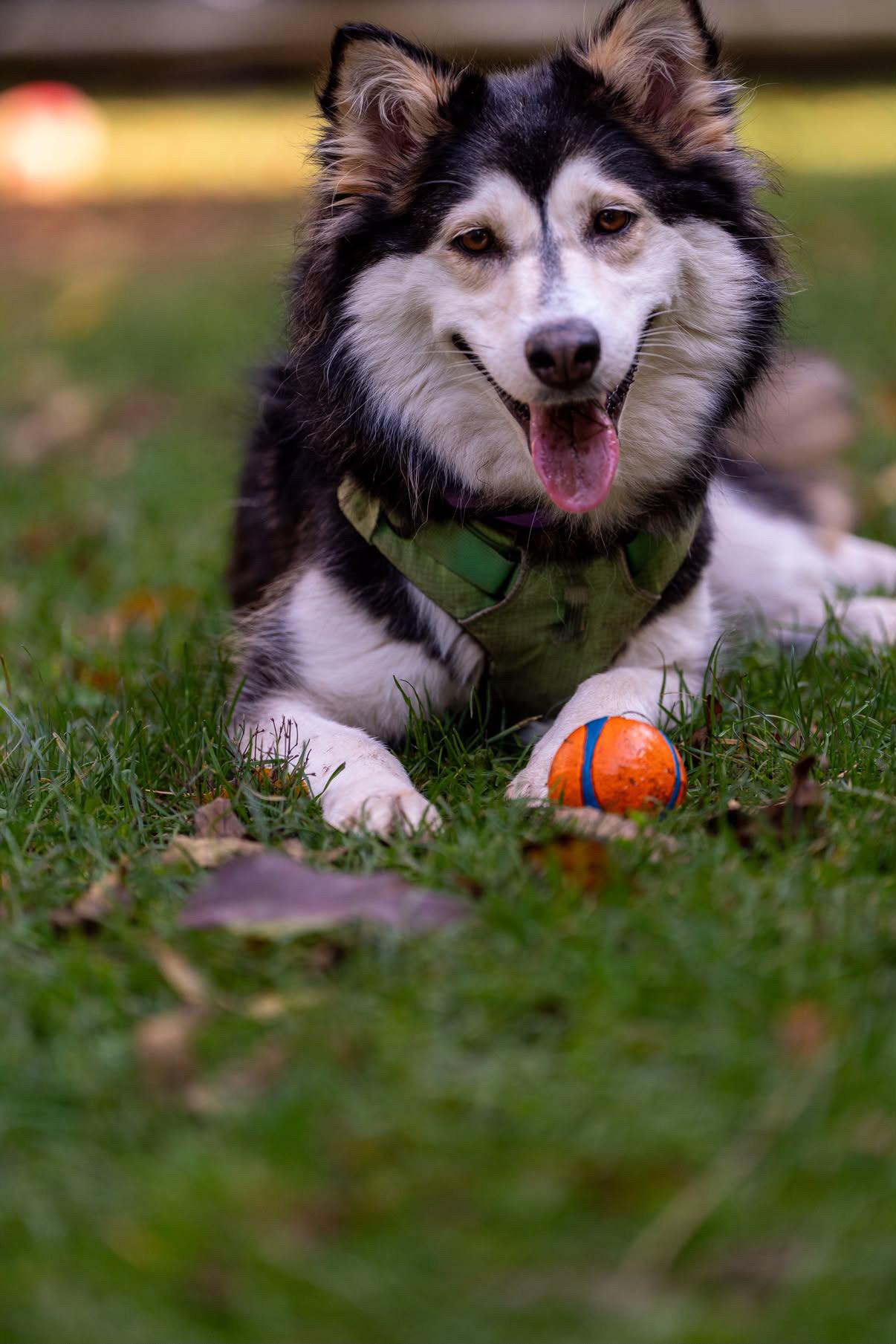 Enlarge Misty, a Adoptable mixed breed in Oakville, ON image 2/6