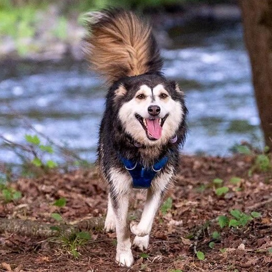 Enlarge Misty, a Adoptable mixed breed in Oakville, ON image 5/6