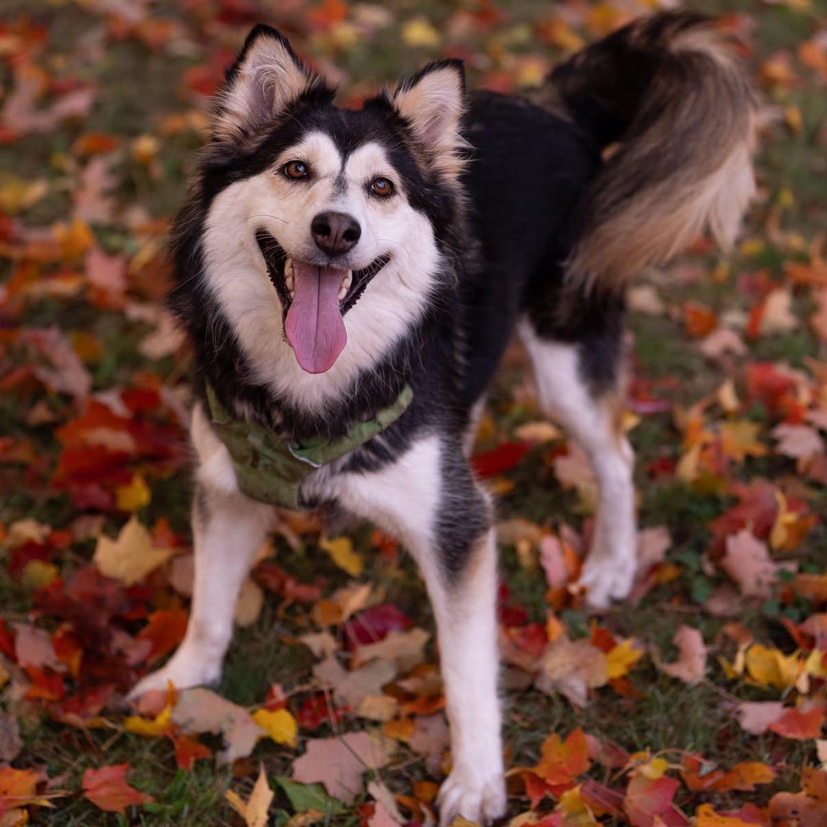 Misty, Adoptable, Young Female Husky.