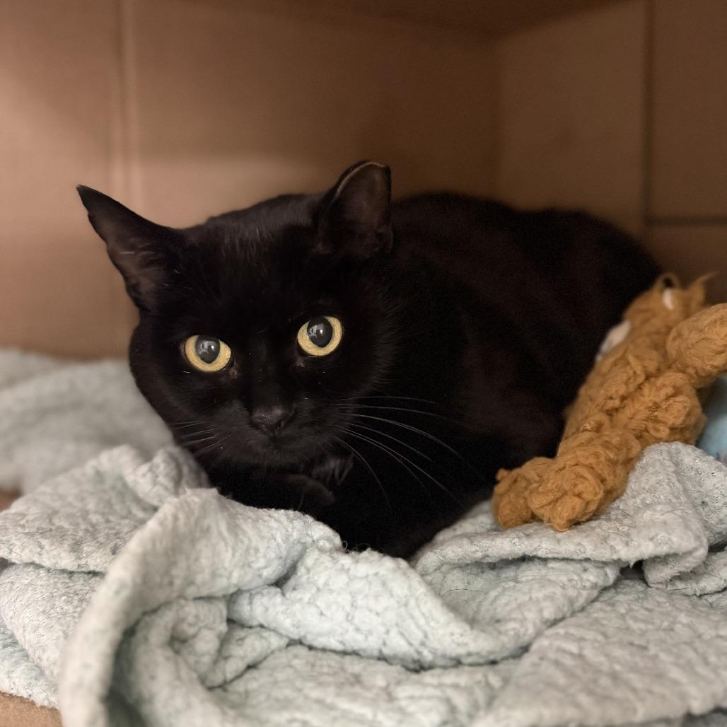 Enlarge Mamas-Foster, a Adoptable American Shorthair in Grand Rapids, MI image 2/3