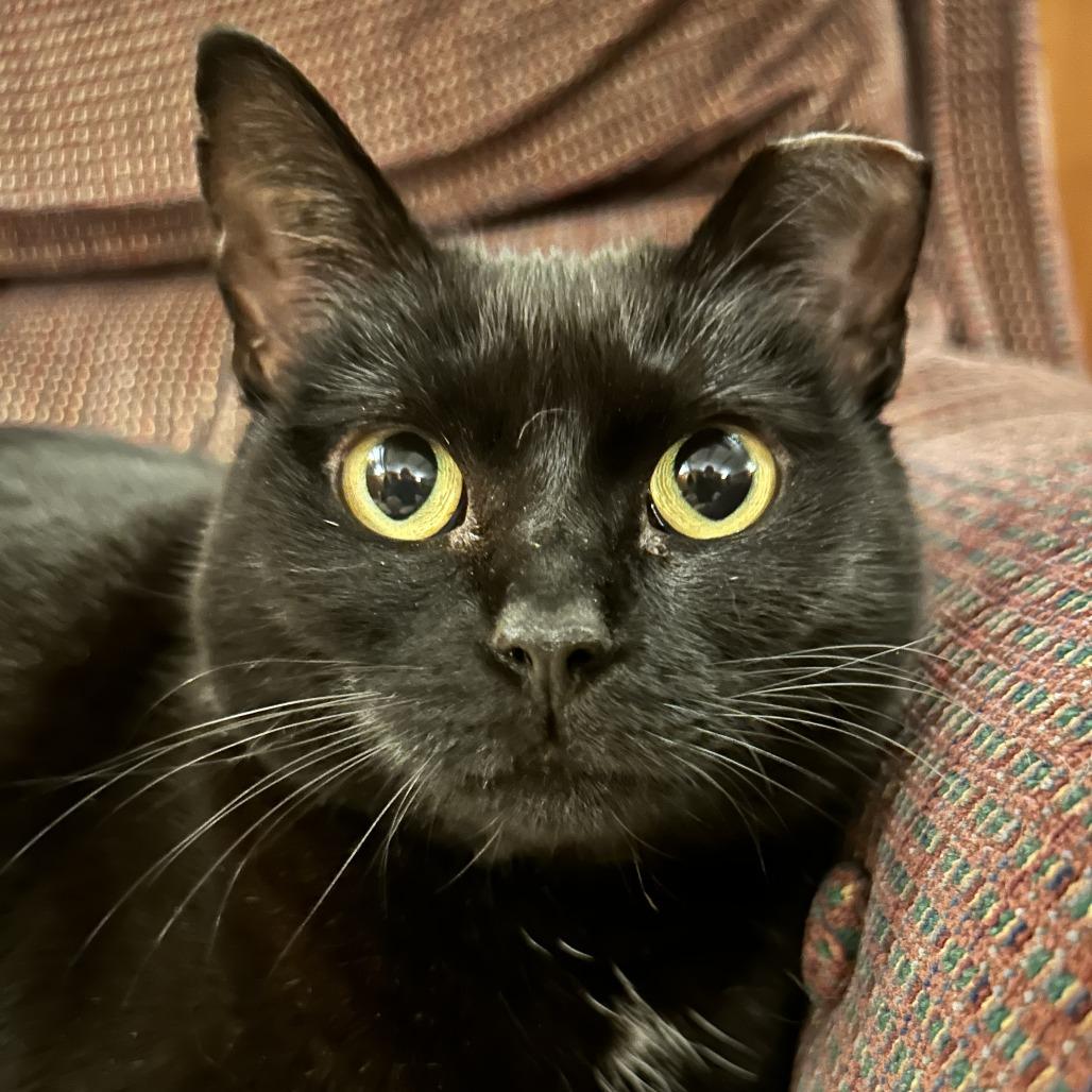 Enlarge Mamas-Foster, a Adoptable Domestic Short Hair in Grand Rapids, MI image 3/6